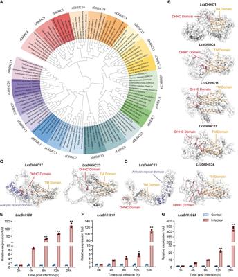 The anti-inflammatory role of zDHHC23 through the promotion of macrophage M2 polarization and macrophage necroptosis in large yellow croaker (Larimichthys crocea)